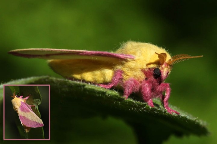 Rosy Maple Moth: They feed on maple trees and are a very common moth in the southern United States.