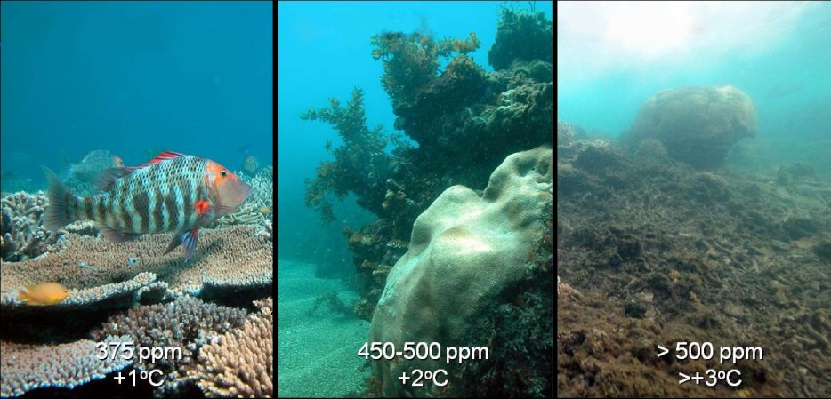 While the oceans are swelling, theyre also warming up and becoming more acidic. Ocean acidification is the direct result of rising carbon dioxide levels in the atmosphere from fossil fuels.