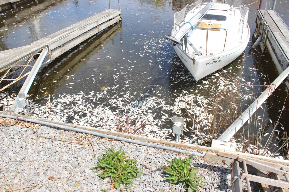 Masses of fish turn up dead in a marina in Pultneyville, New York on Saturday May 17th, 2014.