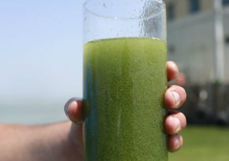 The recent toxic algae bloom in Lake Erie forced over 500,000 people to go without water. Scientists say that the bloom was caused by heavy rainfall that washed larger than normal amounts of chemical fertilizers, pesticides, and other pollutants into the lake.