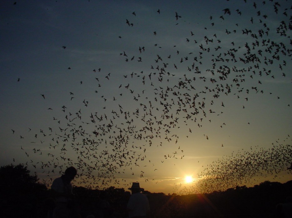 The longest of the 117 caves in the park is over 120 miles long. An estimated 800,000 bats from 17 different species inhabit the caves and their daily outflight is a sight to see.