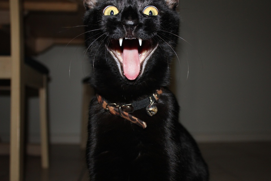 laughing black cat