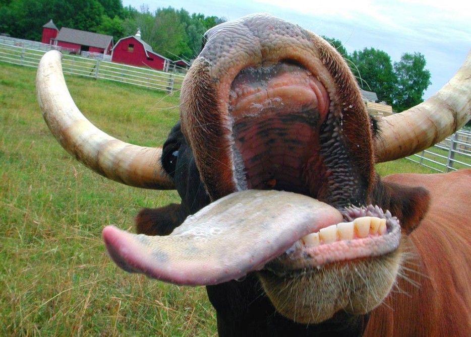 The 40 Least Photogenic Animals To Ever Have Their Picture Taken