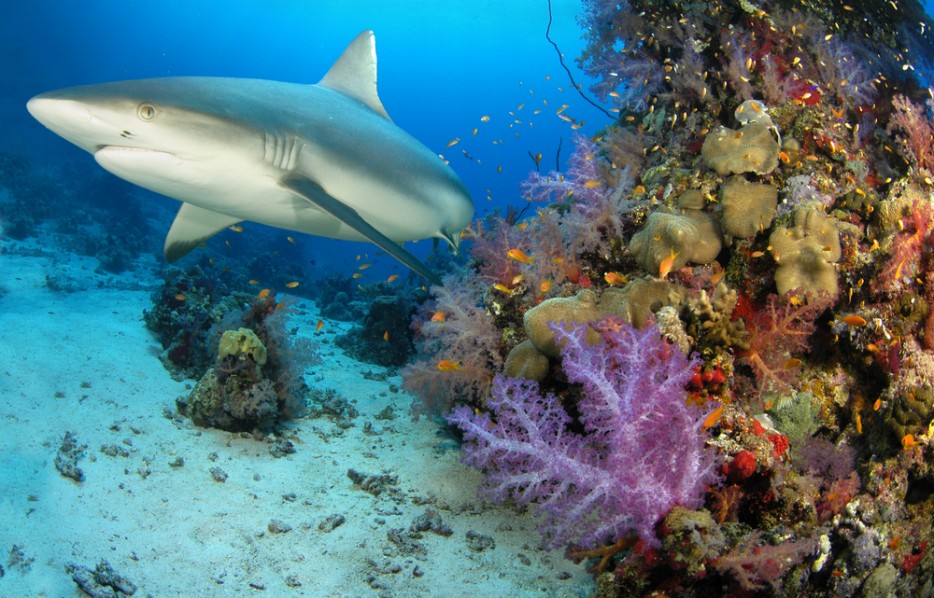 aware shark conservation diver
