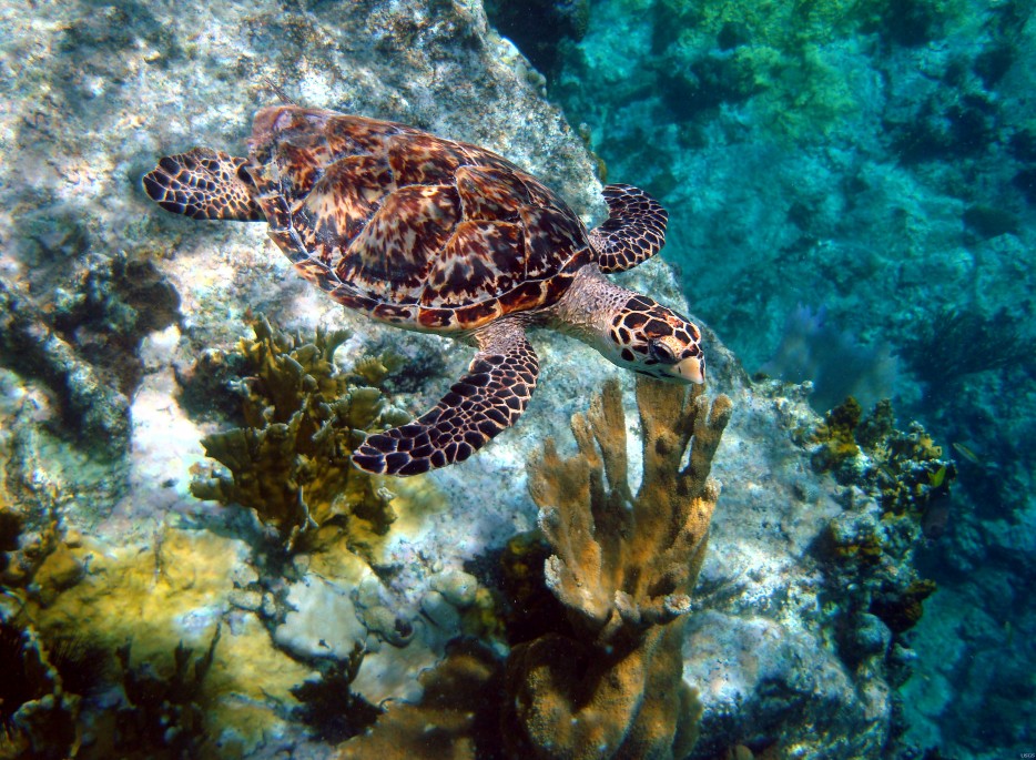 sea turtles important