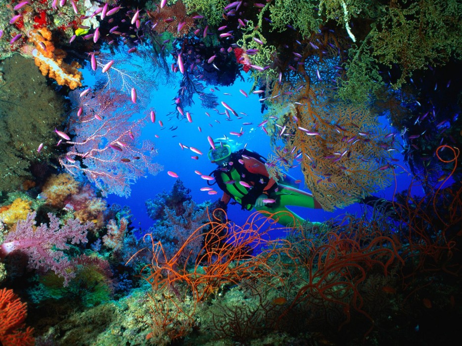 cancun coral reef - .
