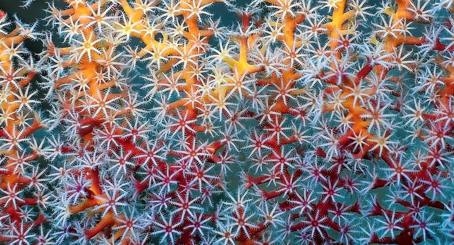 Individual polyps of a Sea Fan Coral