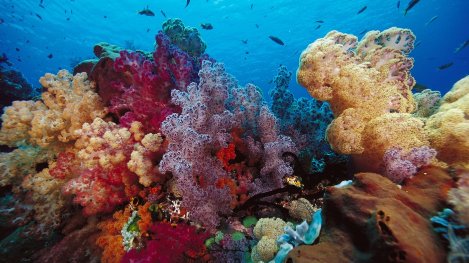 39 Stunning Photos Of The World's Coral Reefs