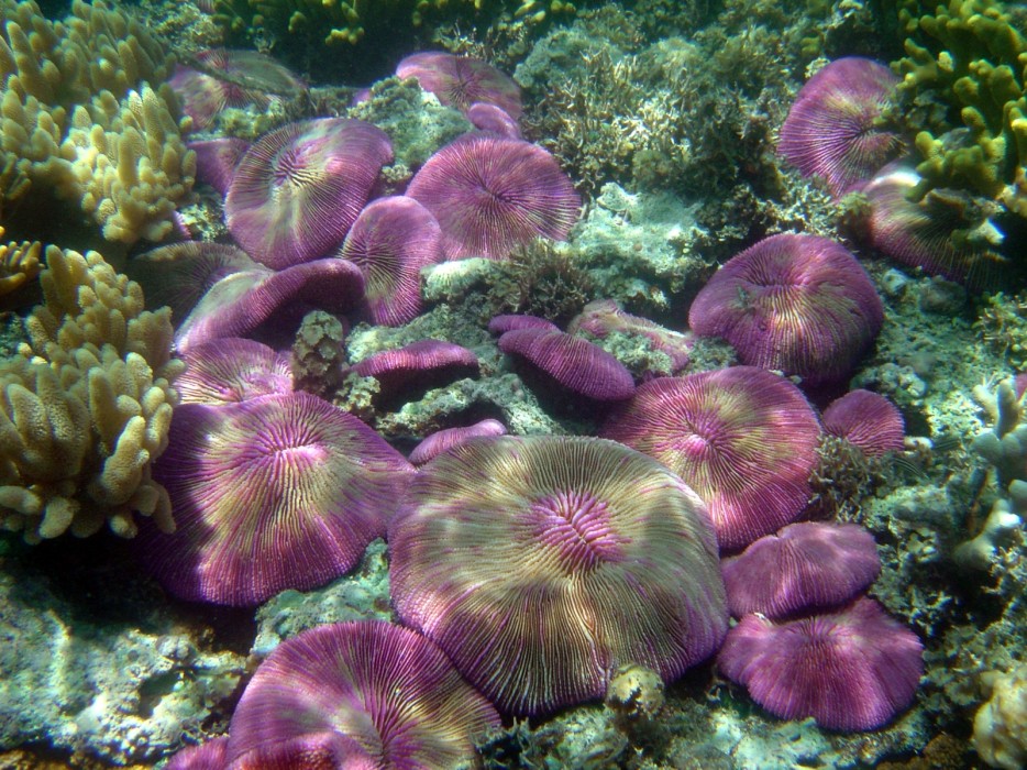 Fungia or Disc Coral