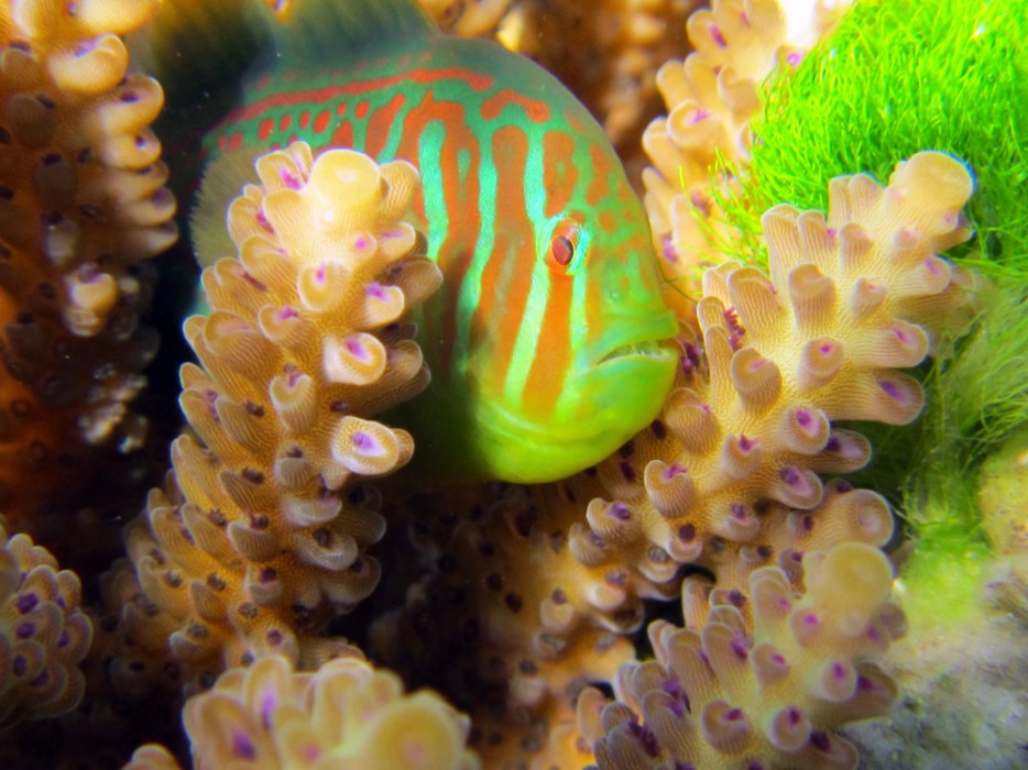 fish living in coral