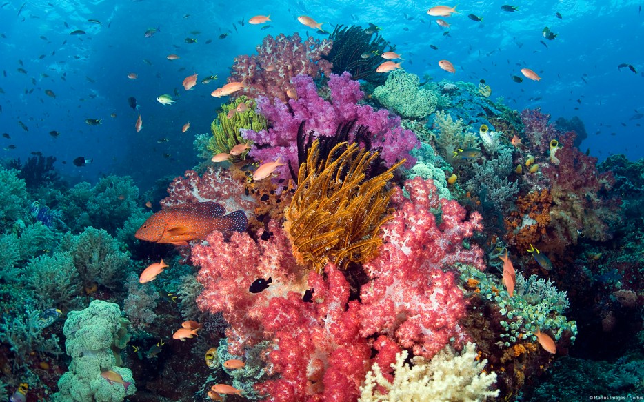 39 Stunning Photos Of The World's Coral Reefs