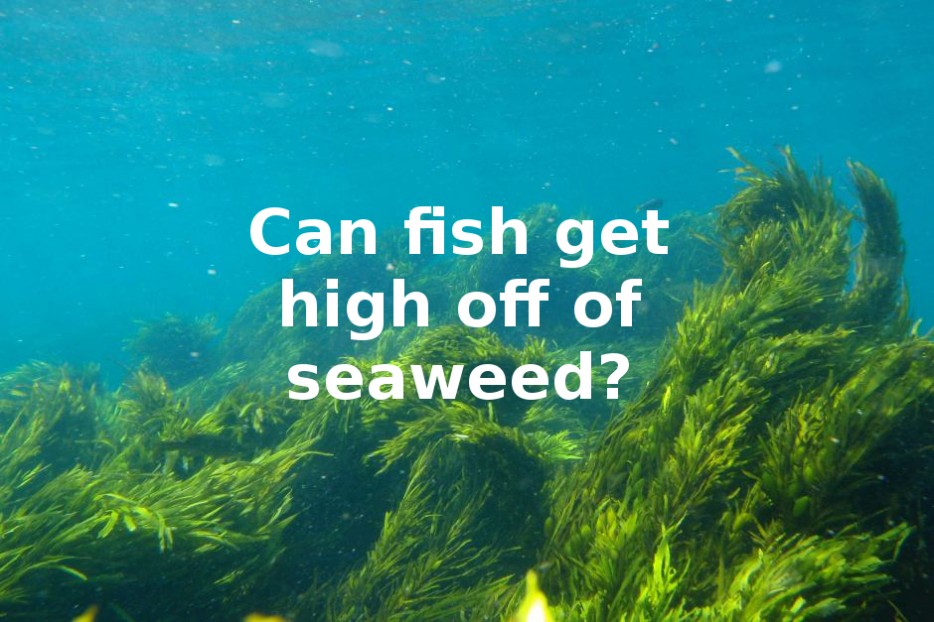 bizarre questions - Can fish get high off of seaweed?