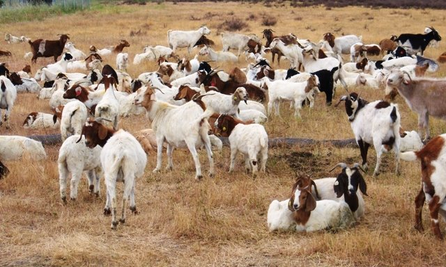 Sometimes Google uses the help of some hungry goats to keep their lawns in shape.