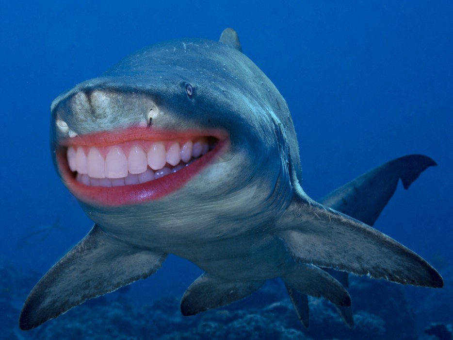 If Sharks Had Human Teeth, They'd Seem A Lot More Friendly