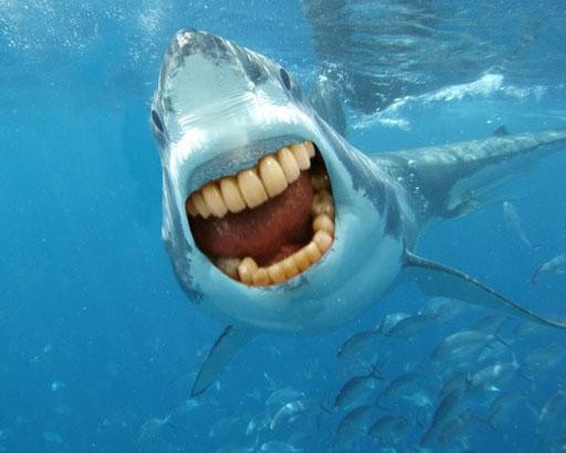 If Sharks Had Human Teeth, They'd Seem A Lot More Friendly