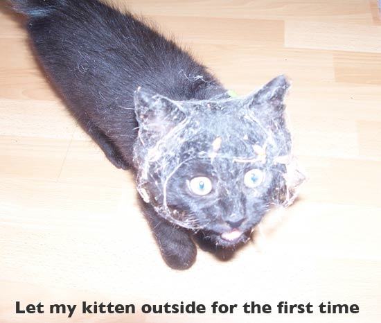 Cats Going Outside For The First Time