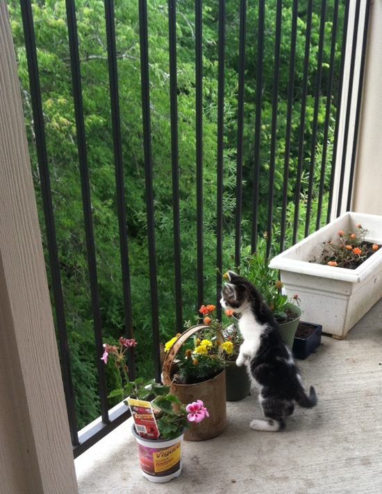 Cats Going Outside For The First Time