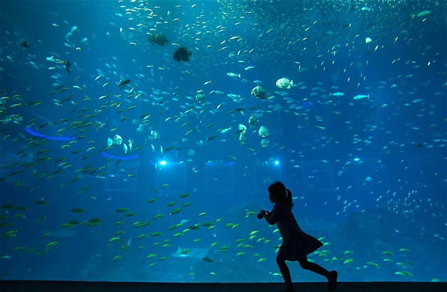 A girl runs to take pictures of fish in the Resorts World Sentosa's S.E.A. Aquarium in Singapore, April 8, 2013. The aquarium, which houses more than 80,000 animals of over 800 species in 11 million gallons of water, is the official record holder of two Guinness World Records -- for the world's largest aquarium and for the world's largest acrylic panel in its Ocean Gallery.
