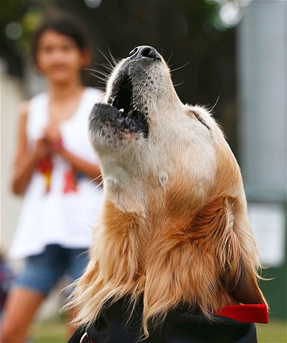 Charlie, a golden retriever with the world's loudest bark, according to Guinness World Record, barks at the Royal Easter Show in Sydney, Australia, March 29, 2013. Charlie holds the Guinness World Record for the loudest bark, registering at 113.1 decibels.
