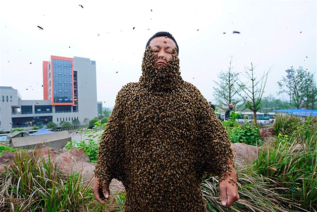 Beekeeper She Ping is covered with bees during a challenge to break the world record in Chongqing Municipality, China, April 18, 2012. She Ping, 32, broke the world record by covering his body with 73 pounds of bees about 331,000 bees, overtaking the last world record of 59 pounds of bees, which was attempted by a Jiangxi province beekeeper Ruan Liangming in 2008.