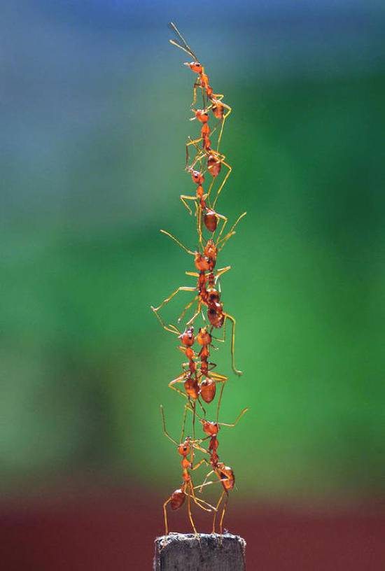 cool pic ant tower