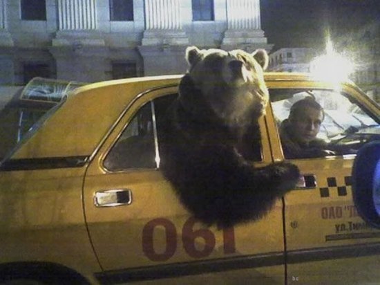 In Russia, bear is like dog