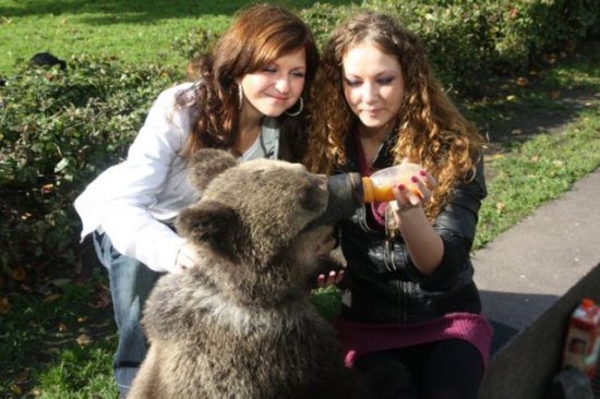 In Russia, bear is like dog