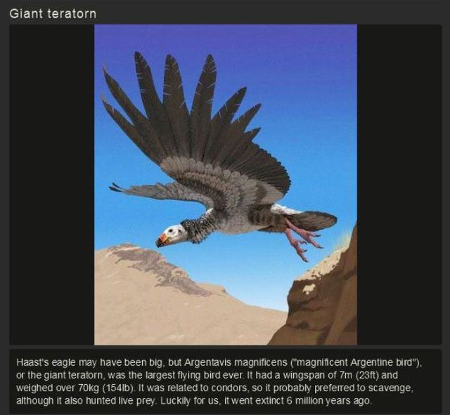 argentavis dinosaur - Giant teratorn Haast's eagle may have been big, but Argentavis magnificens "magnificent Argentine bird, or the giant teratorn, was the largest flying bird ever. It had a wingspan of 7m 23ft and weighed over 70kg 154b. It was related 