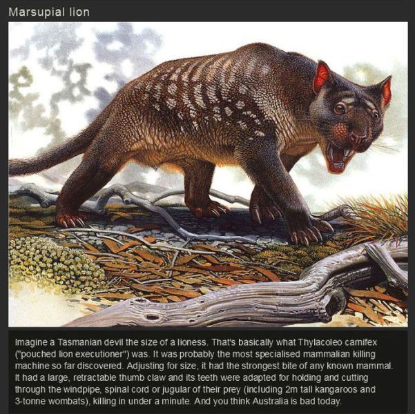 marsupial lions - Marsupial lion Imagine a Tasmanian devil the size of a lioness. That's basically what Thylacoleo camifex pouched lion executioner" was. It was probably the most specialised mammalian killing machine so far discovered. Adjusting for size,