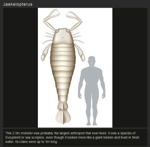 jaekelopterus rhenaniae the giant sea scorpion - Jaekelopterus This 2.5m monster was probably the largest arthropod that ever lived. It was a species of Eurypterid or sea scorpion, even though it looked more a giant lobster and lived in fresh water. Its c