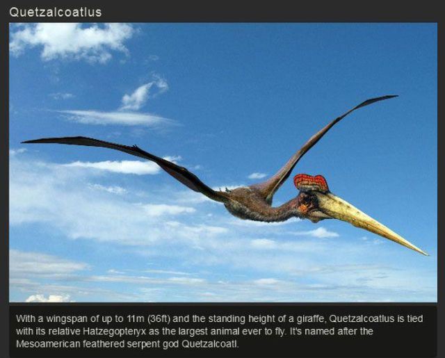 flying monsters 3d - Quetzalcoatlus With a wingspan of up to 11m 36ft and the standing height of a giraffe, Quetzalcoatlus is tied with its relative Hatzegopteryx as the largest animal ever to fly. It's named after the Mesoamerican feathered serpent god Q