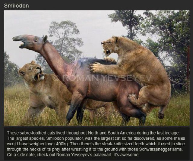 south american smilodon - Smilodon These sabretoothed cats lived throughout North and South America during the last ice age, The largest species, Smilodon populator, was the largest cat so far discovered, as some males would have weighed over g. Then ther