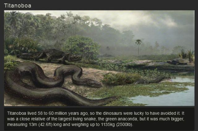 biggest snake in the world - Titanoboa Titanoboa lived 58 to 60 million years ago, so the dinosaurs were lucky to have avoided it it was a close relative of the largest living snake, the green anaconda, but it was much bigger measuring 13m 42.6ft long and
