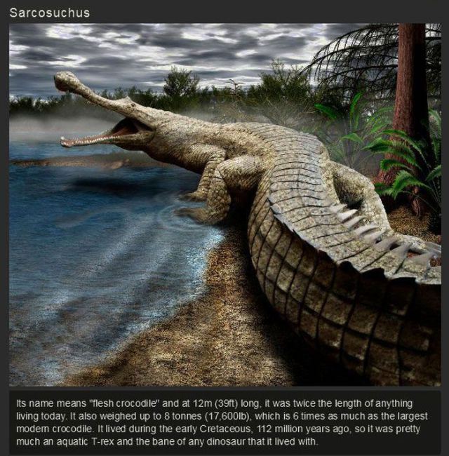 prehistoric animals - Sarcosuchus Its name means "flesh crocodile and at 12m 391 long, it was twice the length of anything living today. It also weighed up to 8 tonnes 17.600lb, which is 6 times as much as the largest modem crocodile. It lived during the 