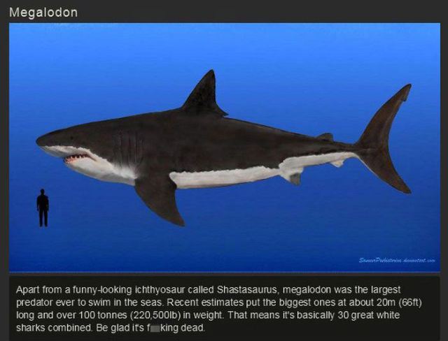 ancient animals that are extinct now - Megalodon Apart from a funnylooking ichthyosaur called Shastasaurus, megalodon was the largest predator ever to swim in the seas. Recent estimates put the biggest ones at about 20m 661 long and over 100 tonnes 220,50