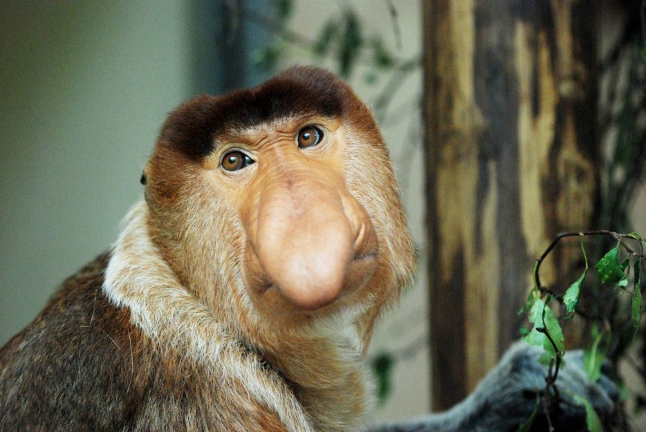 20 animals with goofy-looking faces you can't help but laugh at