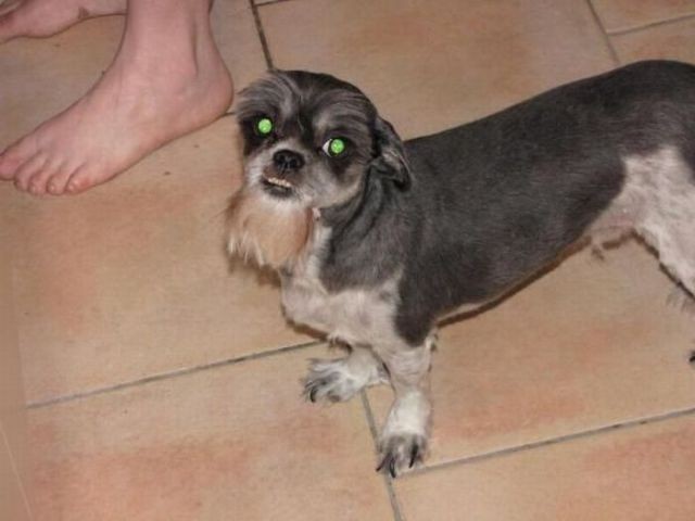 29 dogs with bad haircuts