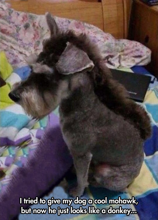 29 dogs with bad haircuts