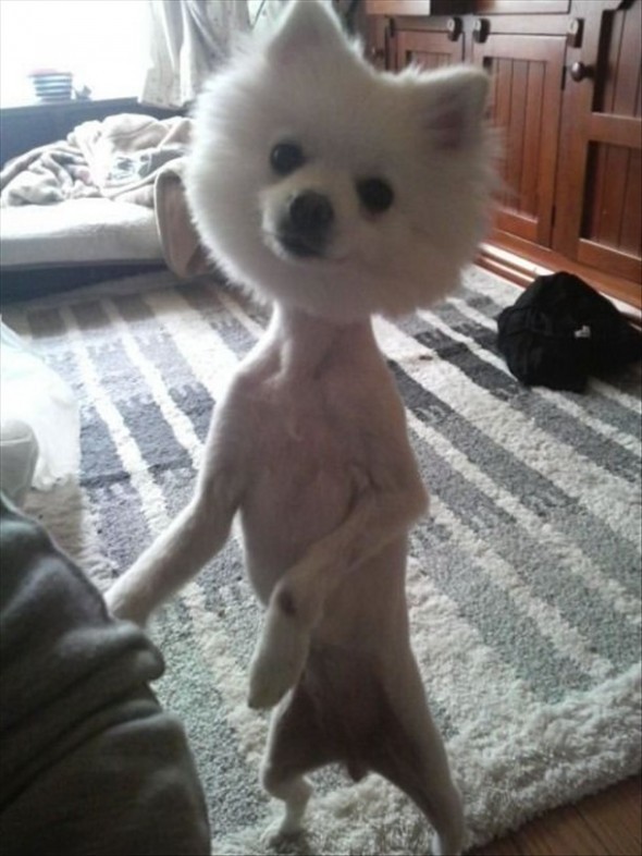 29 dogs with bad haircuts