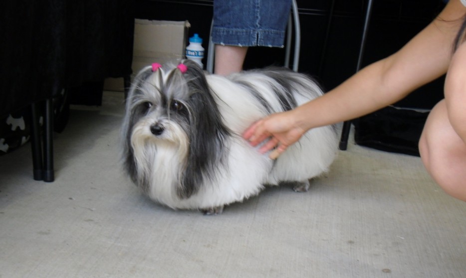 29 dogs with bad haircuts