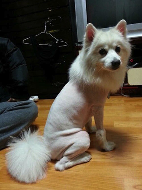 29 dogs with bad haircuts