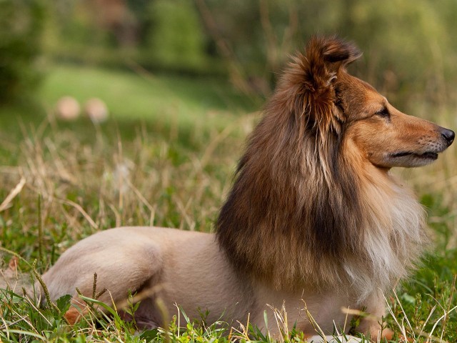 29 dogs with bad haircuts