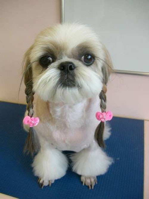 29 dogs with bad haircuts