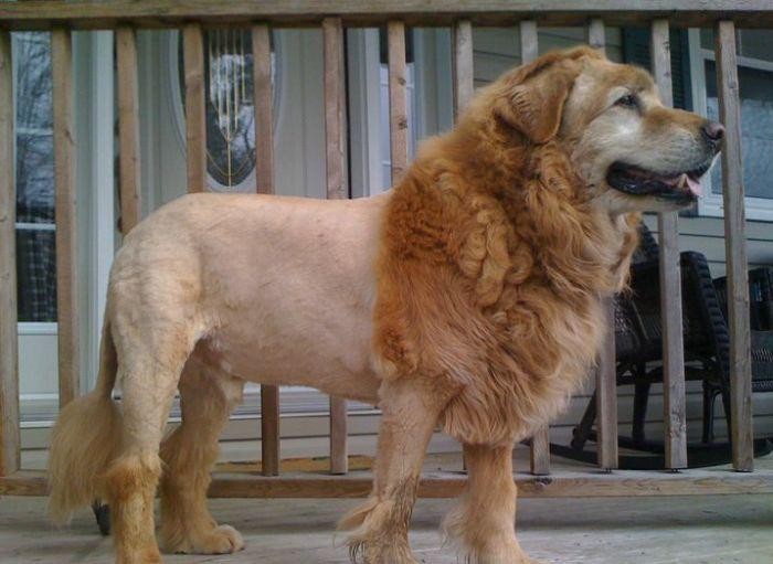 29 dogs with bad haircuts