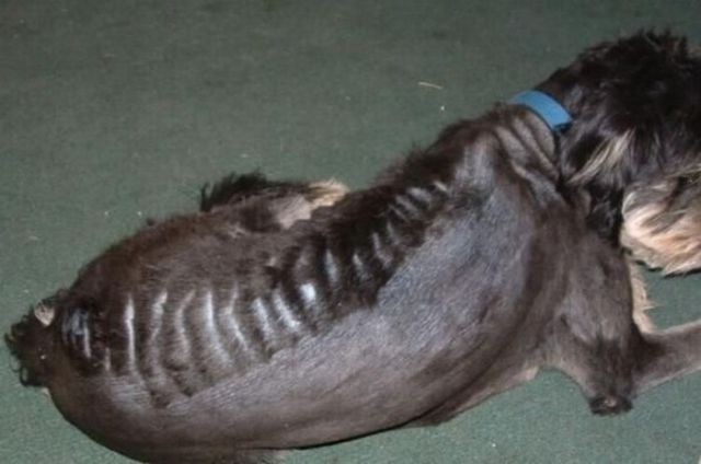 29 dogs with bad haircuts