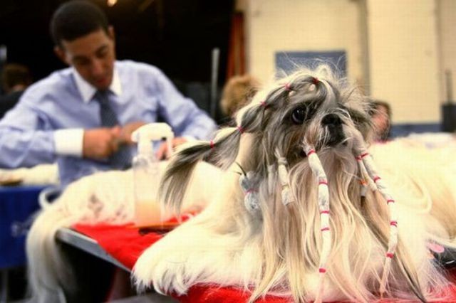 29 dogs with bad haircuts