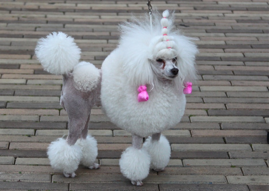 29 dogs with bad haircuts