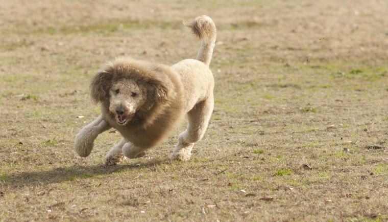 29 dogs with bad haircuts