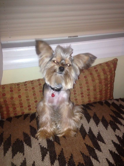 29 dogs with bad haircuts