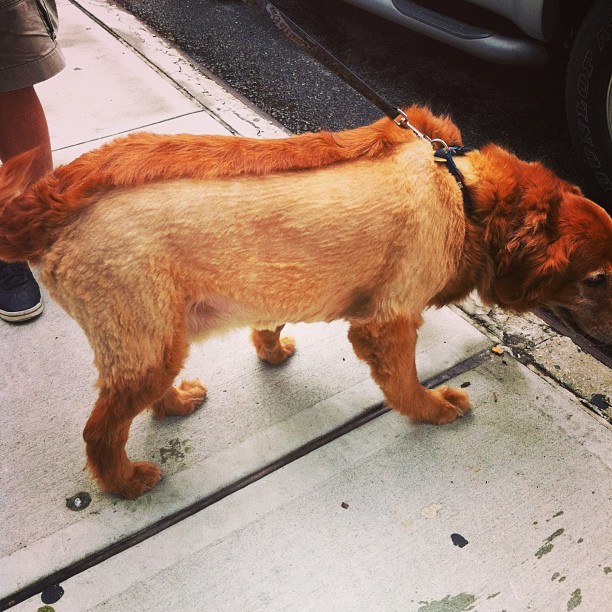 29 dogs with bad haircuts